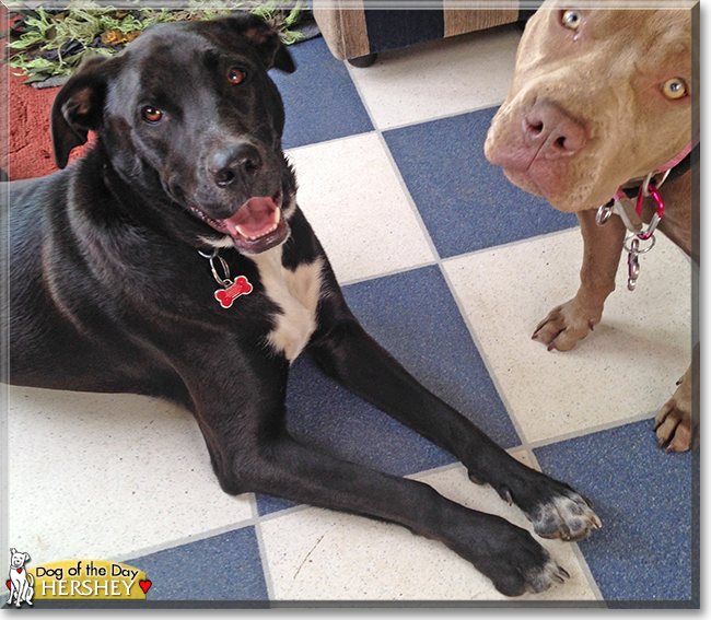 Hershey the Labrador mix, the Dog of the Day