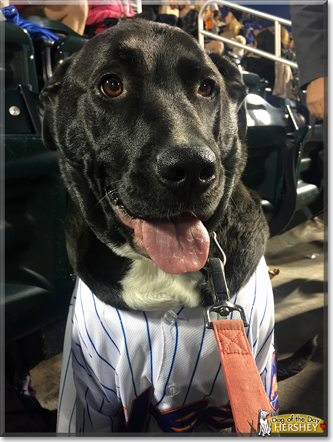 Hershey the Labrador mix, the Dog of the Day