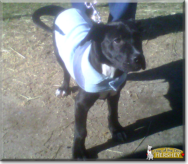 Hershey the Labrador mix, the Dog of the Day