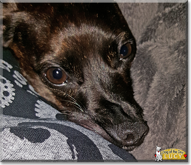 Lucy the Dachshund/Boston Terrier mix, the Dog of the Day