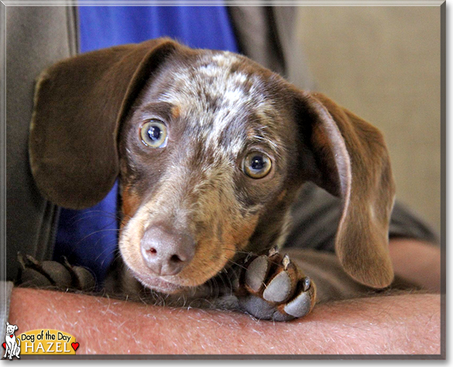 Hazel the Dachshund, the Dog of the Day