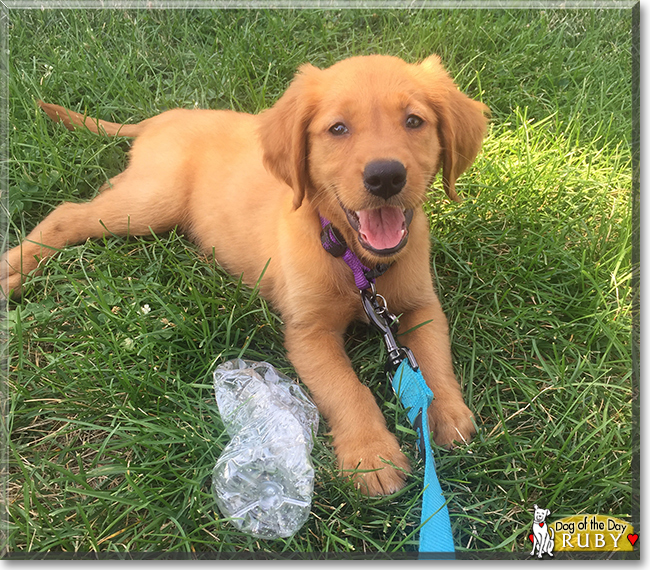 Ruby Rose the Golden Retriever, the Dog of the Day