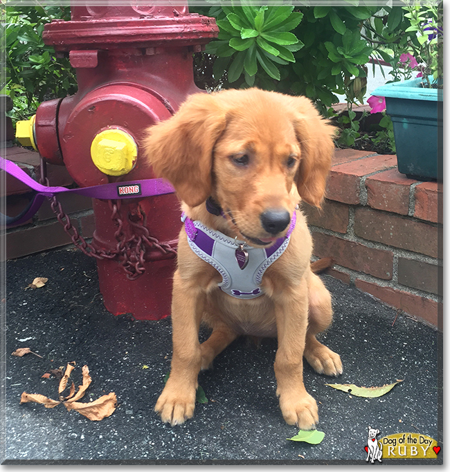 Ruby Rose the Golden Retriever, the Dog of the Day