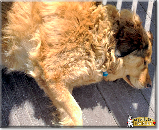 Harley the Golden Retriever/Collie mix, the Dog of the Day