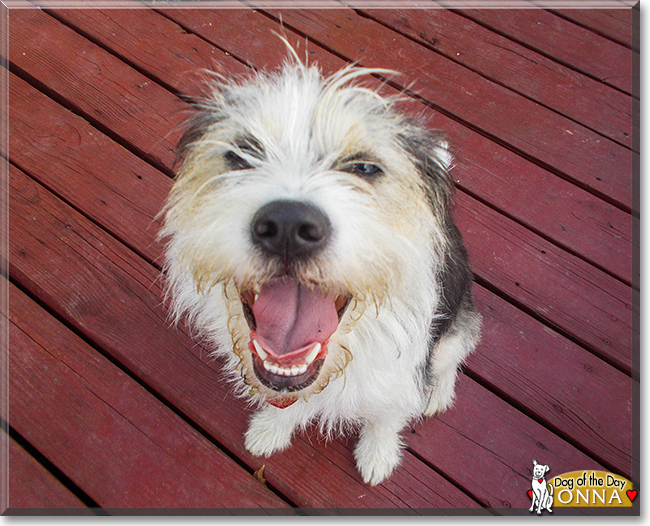 Onna the Terrier Mix, the Dog of the Day