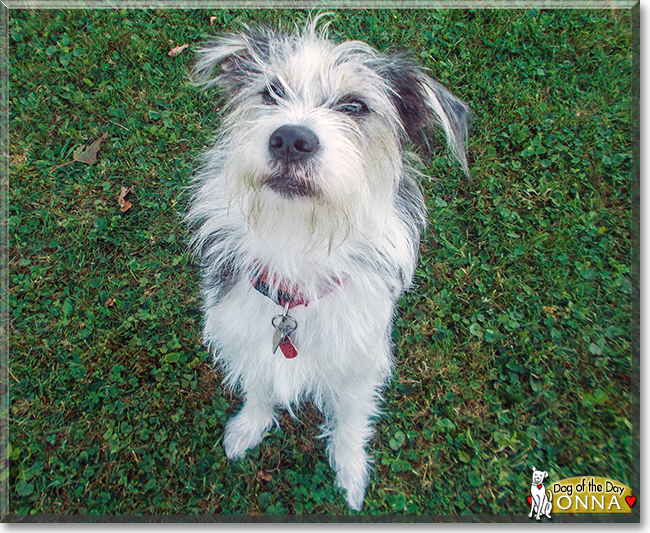 Onna the Terrier Mix, the Dog of the Day