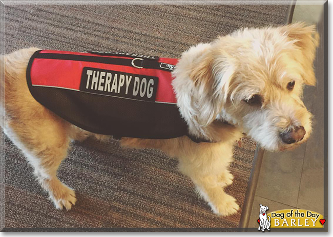 Barley the Wheaten Terrier/Golden Retriever, the Dog of the Day