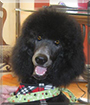 Lance the Standard Poodle