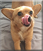 Penelope the Chihuahua mix