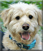 Barley the Wheaten Terrier/Golden Retriever