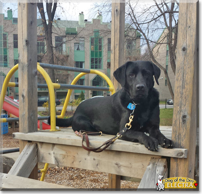 Electra the Labrador Retriever/Bernese Mountain Dog, the Dog of the Day