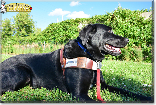 Electra the Labrador Retriever/Bernese Mountain Dog, the Dog of the Day