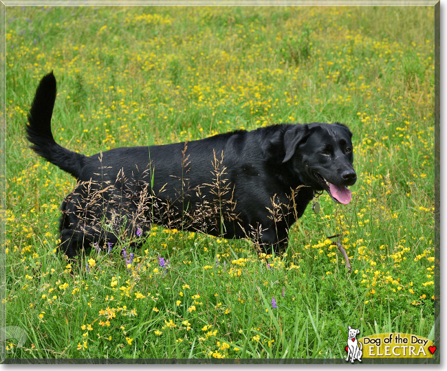 Electra the Labrador Retriever/Bernese Mountain Dog, the Dog of the Day