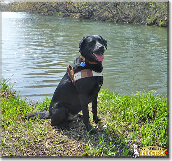 Electra the Labrador Retriever/Bernese Mountain Dog, the Dog of the Day