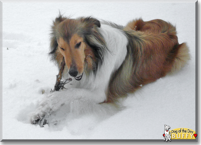 Buffy the Rough Collie, the Dog of the Day