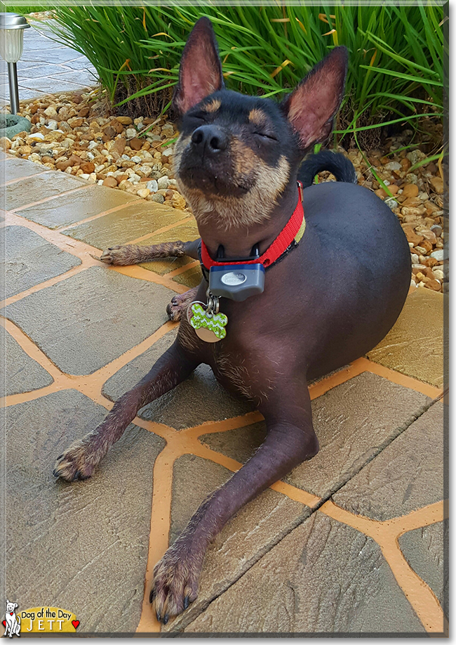 Jett the Miniature Xoloitzcuintli, the Dog of the Day