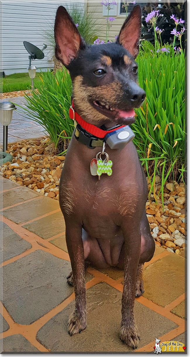 Jett the Miniature Xoloitzcuintli, the Dog of the Day