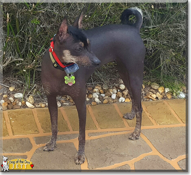 Jett the Miniature Xoloitzcuintli, the Dog of the Day