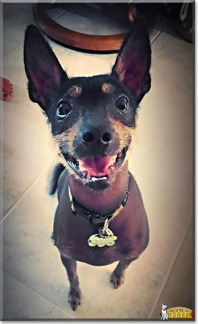 Jett the Miniature Xoloitzcuintli, the Dog of the Day