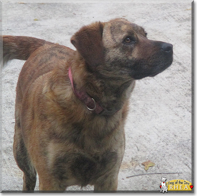 Rhea the German Shepherd/Dutch Shepherd, the Dog of the Day