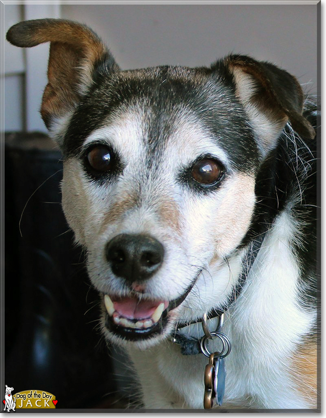 Jack the Jack Russell Terrier, the Dog of the Day