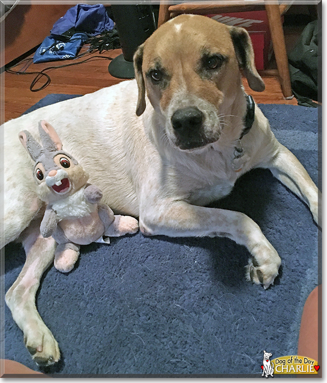 Charlie the Red Heeler, Mastiff Mix, the Dog of the Day