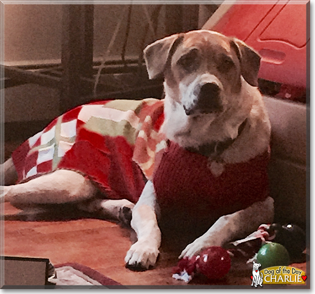 Charlie the Red Heeler, Mastiff Mix, the Dog of the Day