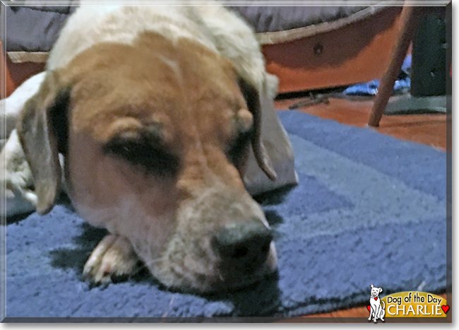 Charlie the Red Heeler, Mastiff Mix, the Dog of the Day