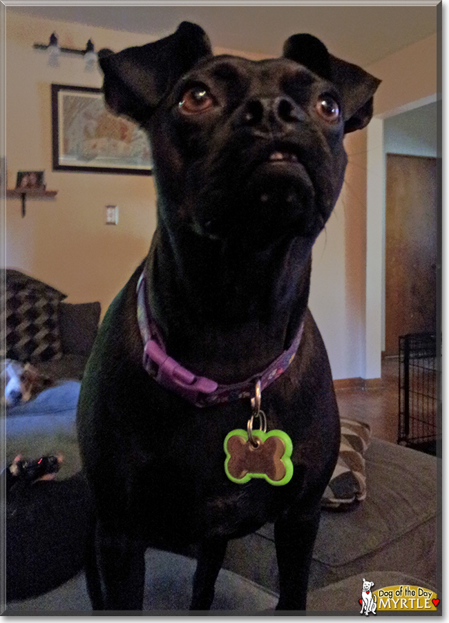 Myrtle the Miniature Pinscher, Boston Terrier, the Dog of the Day