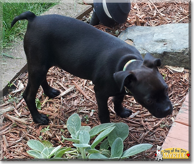 Myrtle the Miniature Pinscher, Boston Terrier, the Dog of the Day