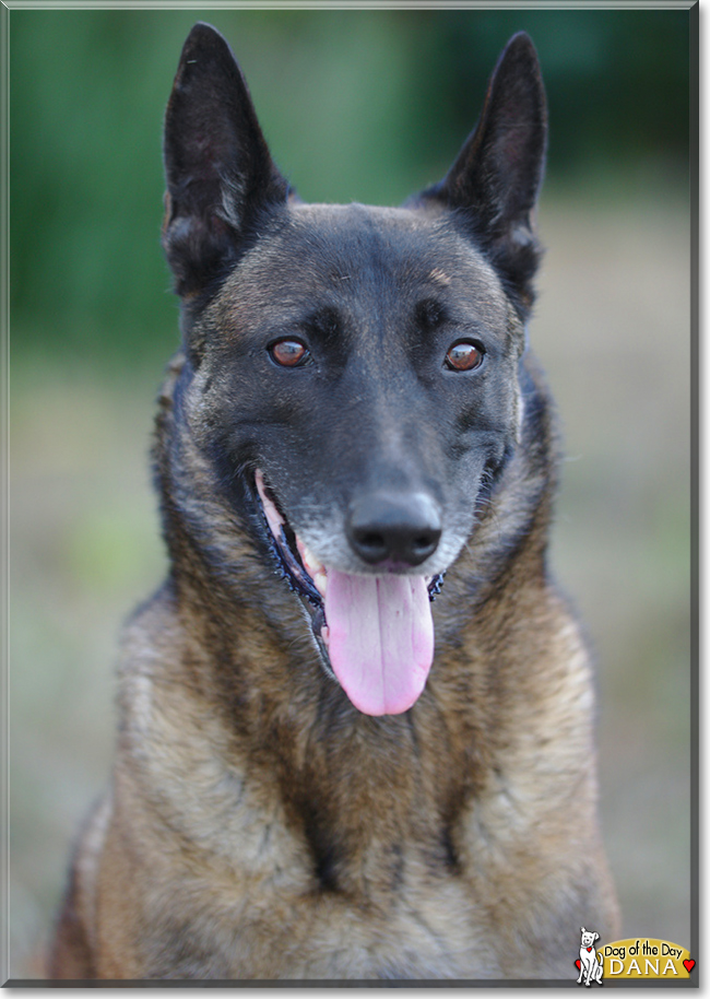 Dana the Belgian Malinois, the Dog of the Day