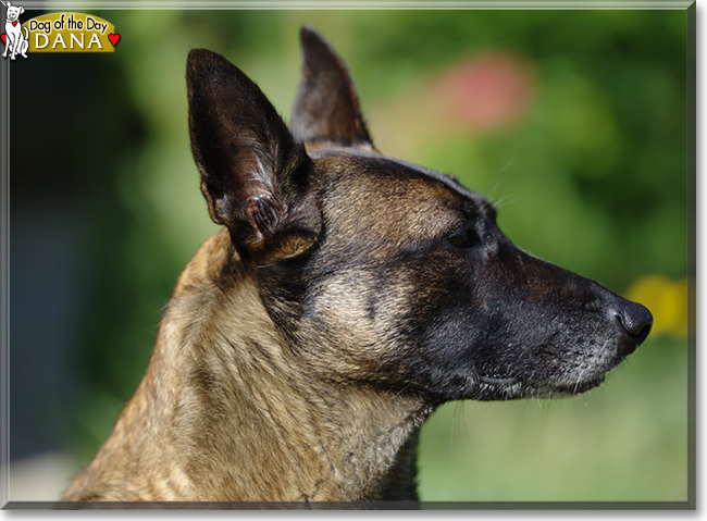 Dana the Belgian Malinois, the Dog of the Day