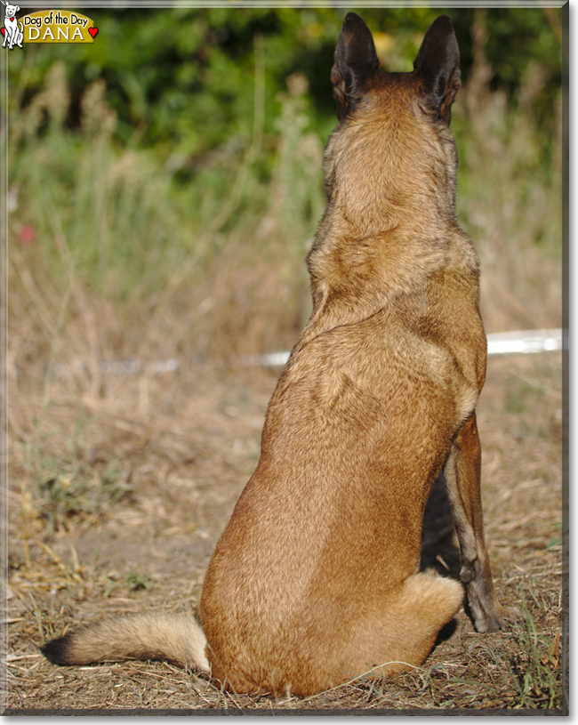 Dana the Belgian Malinois, the Dog of the Day