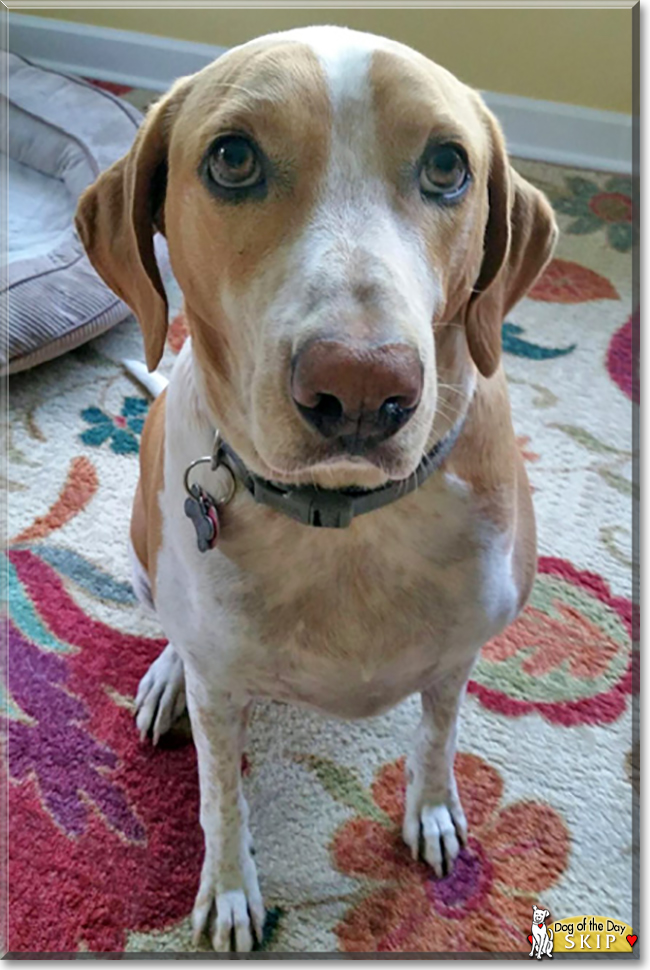 Skip the Hound mix, the Dog of the Day