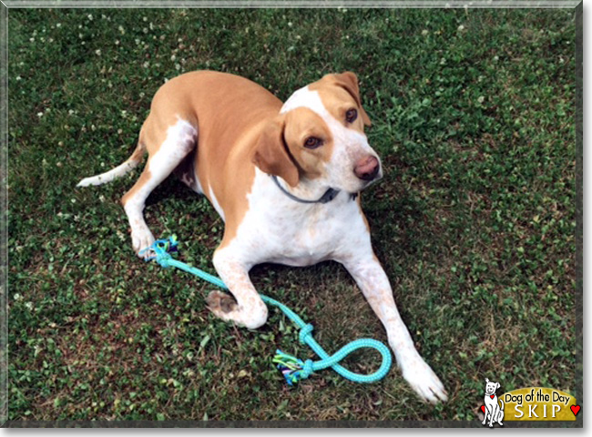 Skip the Hound mix, the Dog of the Day