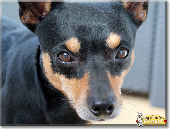 Charly the Prague Ratter, the Dog of the Day