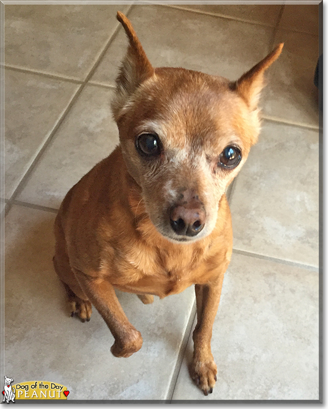 Peanut the Miniature Pinscher, the Dog of the Day