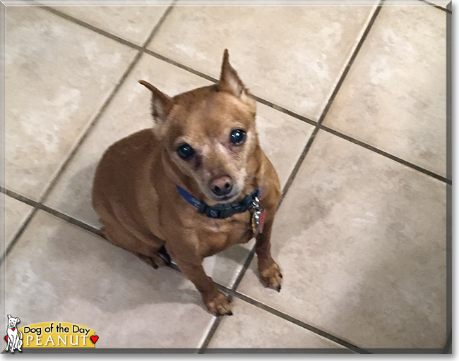 Peanut the Miniature Pinscher, the Dog of the Day