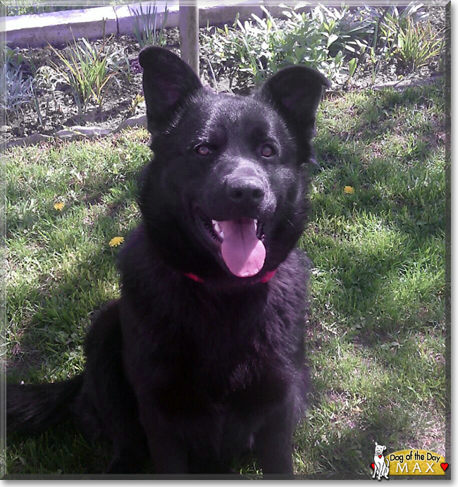 Max the German Shepherd, Labrador mix, the Dog of the Day