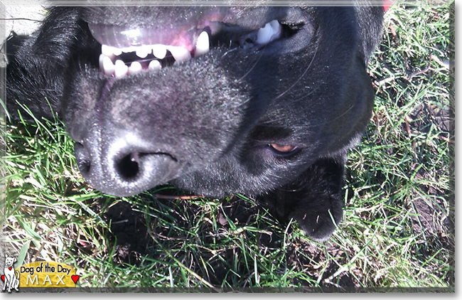 Max the German Shepherd, Labrador mix, the Dog of the Day