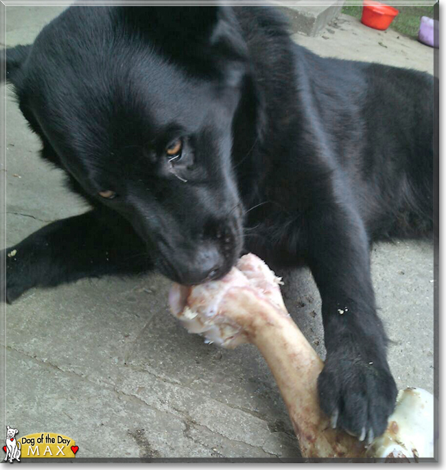 Max the German Shepherd, Labrador mix, the Dog of the Day