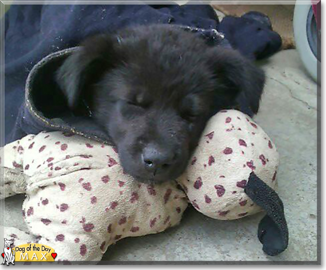 Max the German Shepherd, Labrador mix, the Dog of the Day