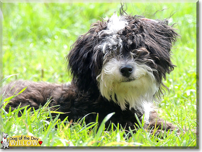 Willow the Poodle/Chinese Powder Puff mix, the Dog of the Day