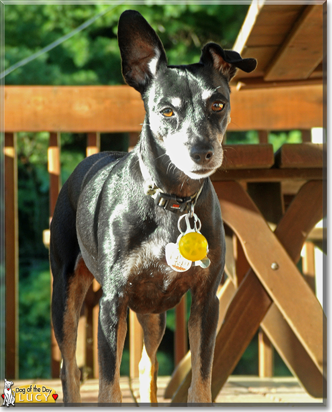 Lucy Lu the Miniature Pinscher, the Dog of the Day