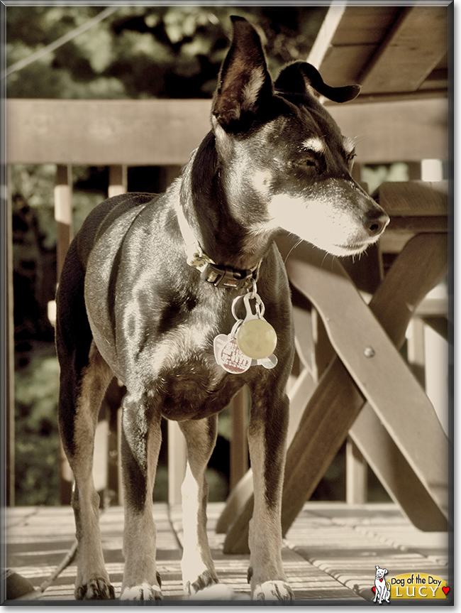 Lucy Lu the Miniature Pinscher, the Dog of the Day