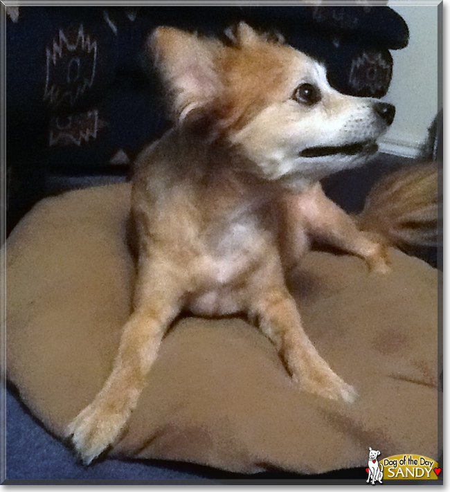 Sandy the Pomeranian x Shetland Sheepdog mix, the Dog of the Day