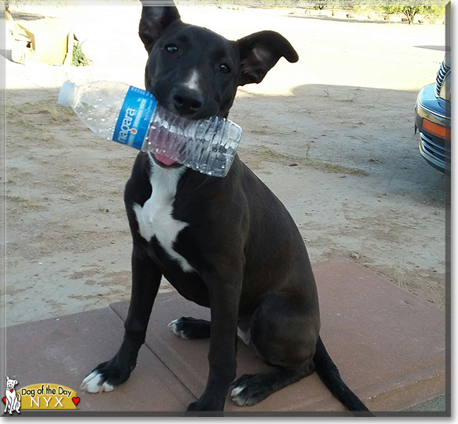 Nyx the Bull Terrier/American Pit Bull Terrier, the Dog of the Day