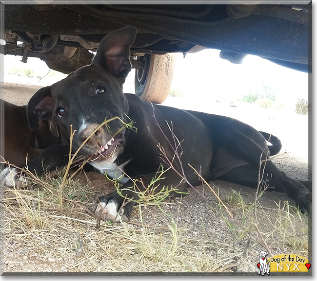 Nyx the Bull Terrier/American Pit Bull Terrier, the Dog of the Day