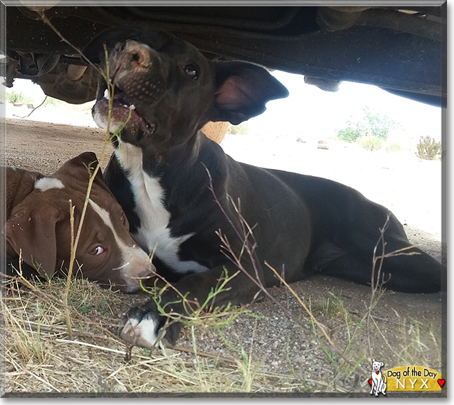 Nyx the Bull Terrier/American Pit Bull Terrier, the Dog of the Day