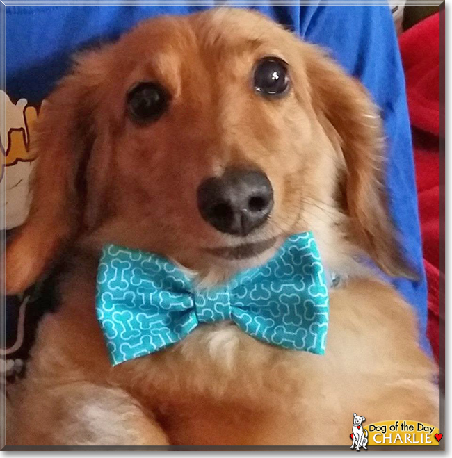 Charlie the Long-Haired Miniature Dachshund, the Dog of the Day